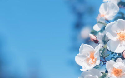 Du printemps à la saison de la piscine