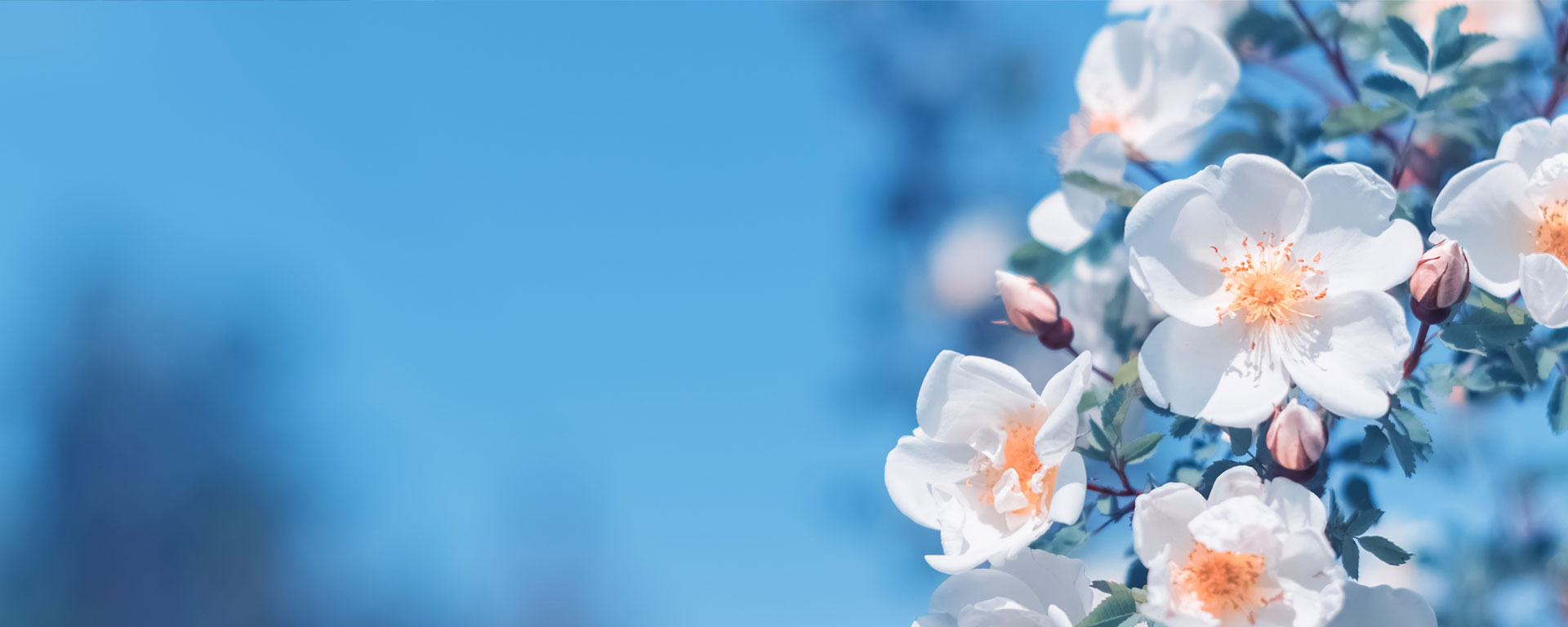 Du printemps à la saison de la piscine